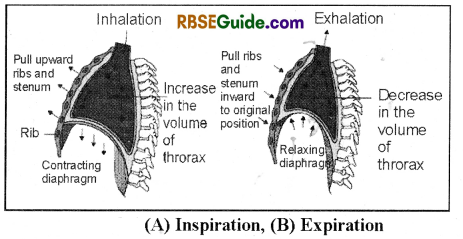 RBSE Class 12 Biology Notes Chapter 23 Man-Respiratory System 4