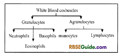 RBSE Class 12 Biology Notes Chapter 24 Man-Blood Vascular, System 2
