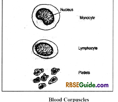 RBSE Class 12 Biology Notes Chapter 24 Man-Blood Vascular, System 4