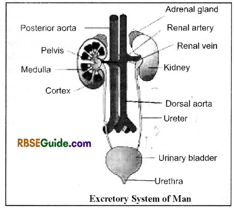 RBSE Class 12 Biology Notes Chapter 25 Man-Excretory System 1