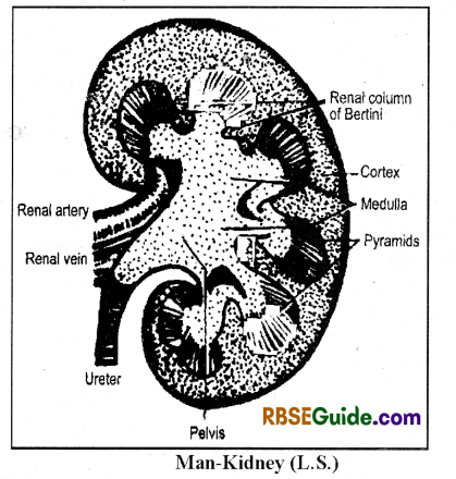 RBSE Class 12 Biology Notes Chapter 25 Man-Excretory System 2