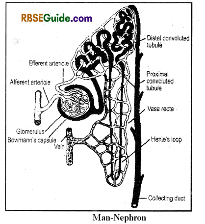 RBSE Class 12 Biology Notes Chapter 25 Man-Excretory System 3