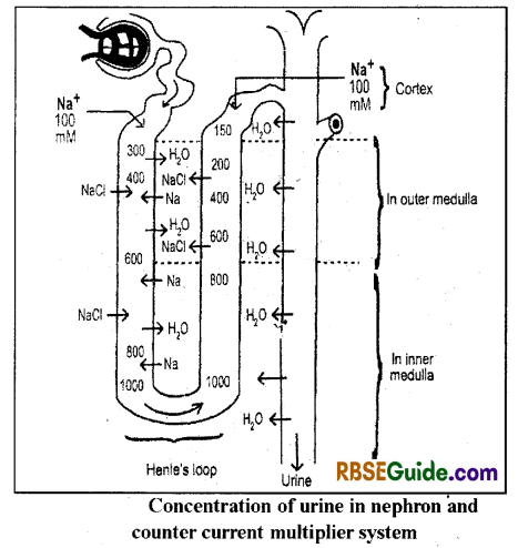 RBSE Class 12 Biology Notes Chapter 25 Man-Excretory System 8