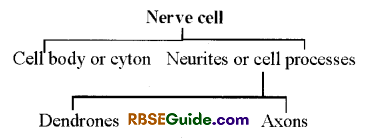 RBSE Class 12 Biology Notes Chapter 26 Man-Nervous System 1