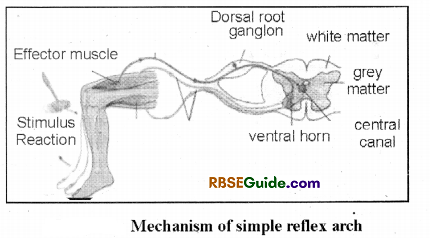 RBSE Class 12 Biology Notes Chapter 26 Man-Nervous System 13