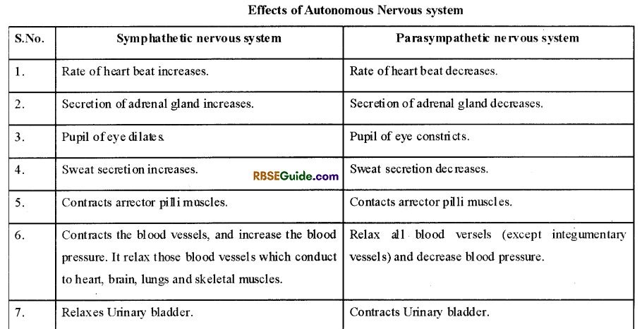 RBSE Class 12 Biology Notes Chapter 26 Man-Nervous System 15