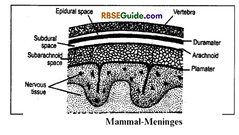RBSE Class 12 Biology Notes Chapter 26 Man-Nervous System 3