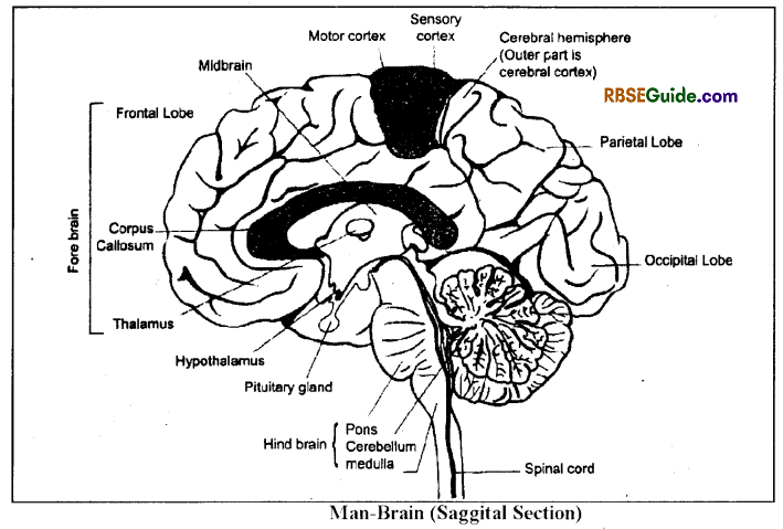 RBSE Class 12 Biology Notes Chapter 26 Man-Nervous System 4