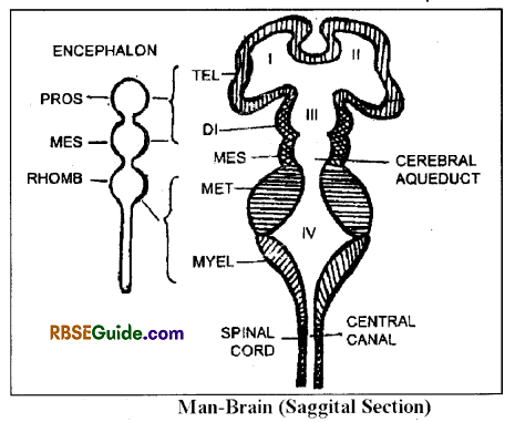 RBSE Class 12 Biology Notes Chapter 26 Man-Nervous System 5