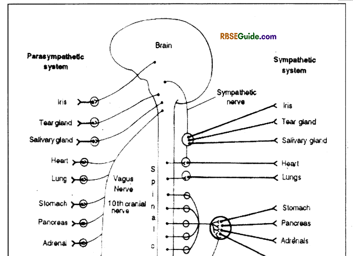 RBSE Class 12 Biology Notes Chapter 26 Man-Nervous System 9
