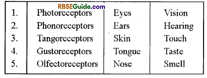 RBSE Class 12 Biology Notes Chapter 27 Man-Sensory Organs (Sense Organs) 1