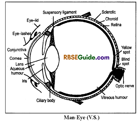 RBSE Class 12 Biology Notes Chapter 27 Man-Sensory Organs (Sense Organs) 2