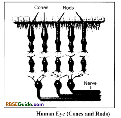 RBSE Class 12 Biology Notes Chapter 27 Man-Sensory Organs (Sense Organs) 3