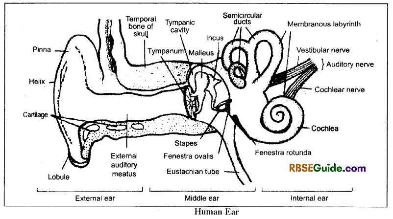 RBSE Class 12 Biology Notes Chapter 27 Man-Sensory Organs (Sense Organs) 4