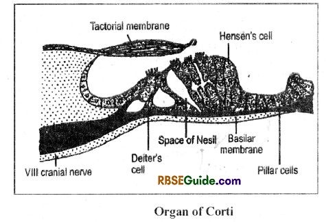 RBSE Class 12 Biology Notes Chapter 27 Man-Sensory Organs (Sense Organs) 8