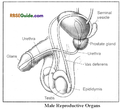 RBSE Class 12 Biology Notes Chapter 28 Man-Reproductive System 1