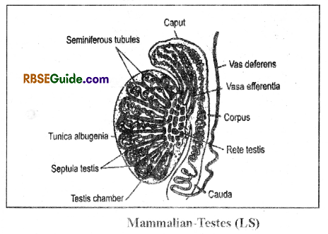 RBSE Class 12 Biology Notes Chapter 28 Man-Reproductive System 2