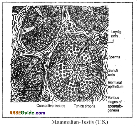 RBSE Class 12 Biology Notes Chapter 28 Man-Reproductive System 3