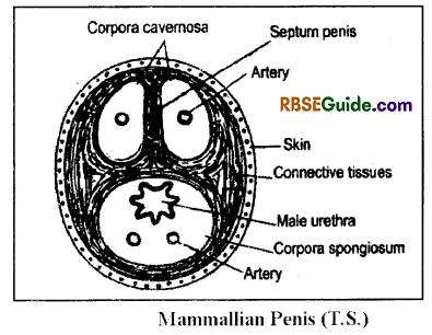 RBSE Class 12 Biology Notes Chapter 28 Man-Reproductive System 4