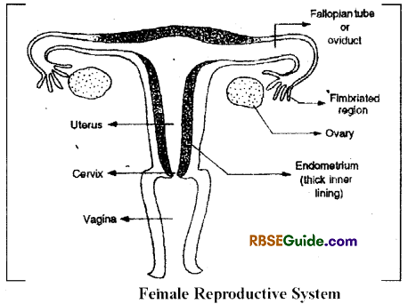 RBSE Class 12 Biology Notes Chapter 28 Man-Reproductive System 5