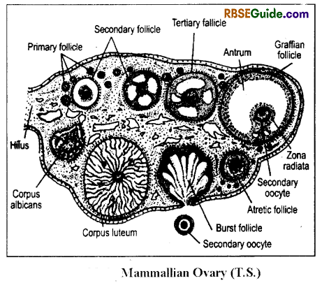 RBSE Class 12 Biology Notes Chapter 28 Man-Reproductive System 6