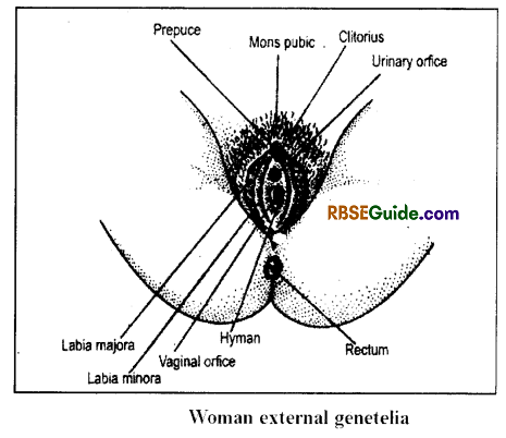 RBSE Class 12 Biology Notes Chapter 28 Man-Reproductive System 7
