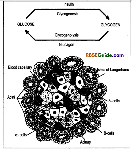 RBSE Class 12 Biology Notes Chapter 29 Man-Chemical Coordination 12