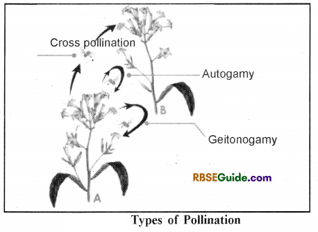 RBSE Class 12 Biology Notes Chapter 3 Pollination, Fertilization & Development of Endosperm and Embryo 1