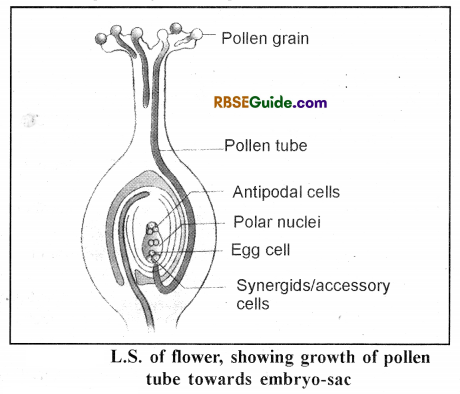 RBSE Class 12 Biology Notes Chapter 3 Pollination, Fertilization & Development of Endosperm and Embryo 2