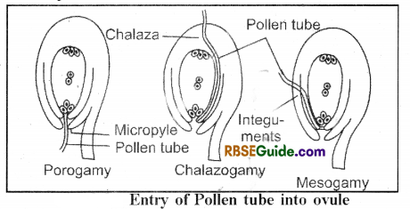 RBSE Class 12 Biology Notes Chapter 3 Pollination, Fertilization & Development of Endosperm and Embryo 3