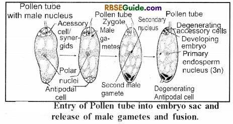 RBSE Class 12 Biology Notes Chapter 3 Pollination, Fertilization & Development of Endosperm and Embryo 4