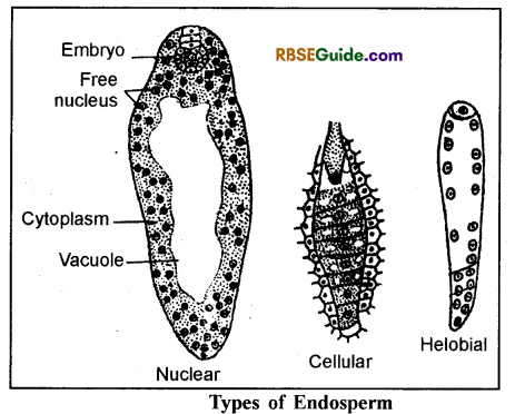 RBSE Class 12 Biology Notes Chapter 3 Pollination, Fertilization & Development of Endosperm and Embryo 5