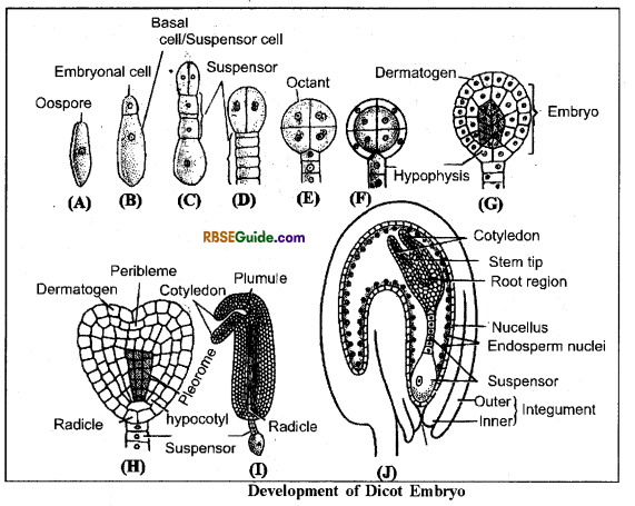 RBSE Class 12 Biology Notes Chapter 3 Pollination, Fertilization & Development of Endosperm and Embryo 6