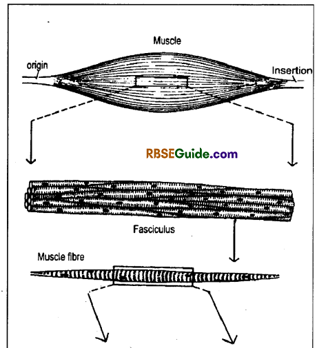 RBSE Class 12 Biology Notes Chapter 30 Man-Movement & Locomotion 20