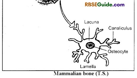 RBSE Class 12 Biology Notes Chapter 30 Man-Movement & Locomotion 3