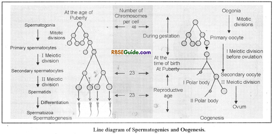 RBSE Class 12 Biology Notes Chapter 31 Man-Gametogenesis 2