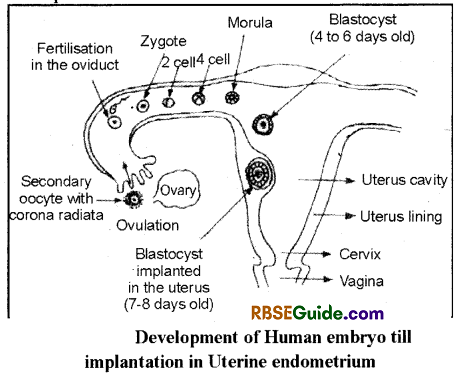 RBSE Class 12 Biology Notes Chapter 33 Embryonic Development in Man 1