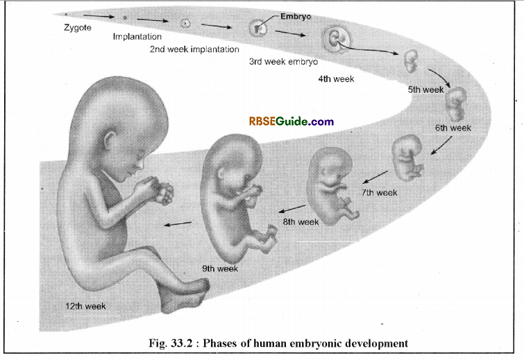 RBSE Class 12 Biology Notes Chapter 33 Embryonic Development in Man 3