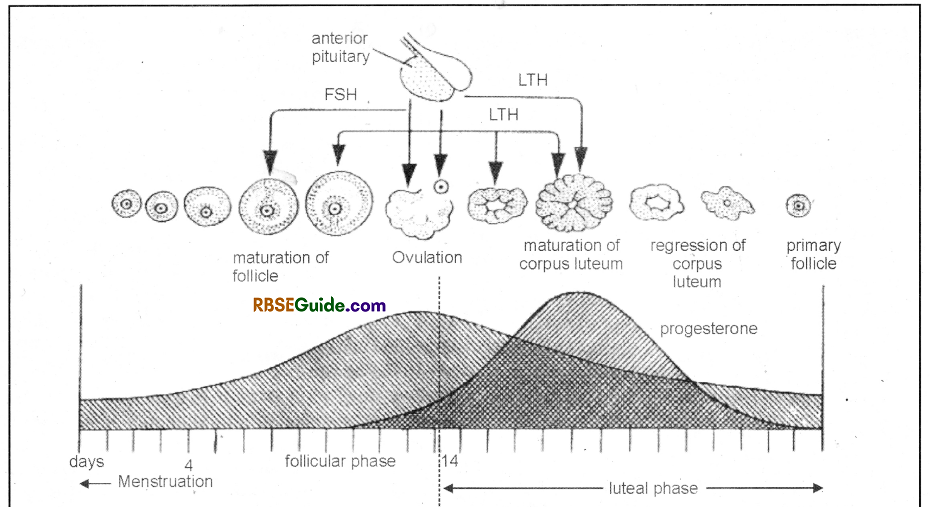RBSE Class 12 Biology Notes Chapter 34 Menstrual Cycle in Woman 5