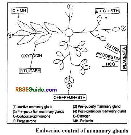RBSE Class 12 Biology Notes Chapter 34 Menstrual Cycle in Woman 8