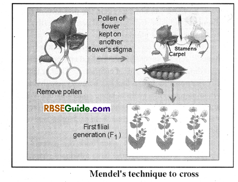 RBSE Class 12 Biology Notes Chapter 35 Mendel’s Law of Inheritance 2