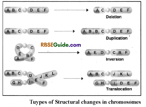 RBSE Class 12 Biology Notes Chapter 37 Mutations 25