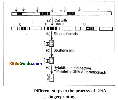 RBSE Class 12 Biology Notes Chapter 37 Mutations 28
