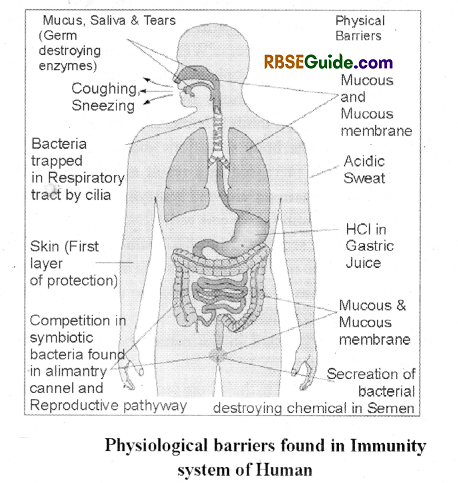 RBSE Class 12 Biology Notes Chapter 39 Immune System 11