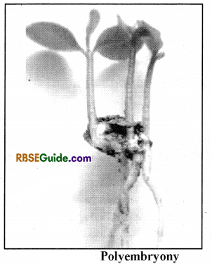 RBSE Class 12 Biology Notes Chapter 4 Special Methods of Plant Reproduction 1