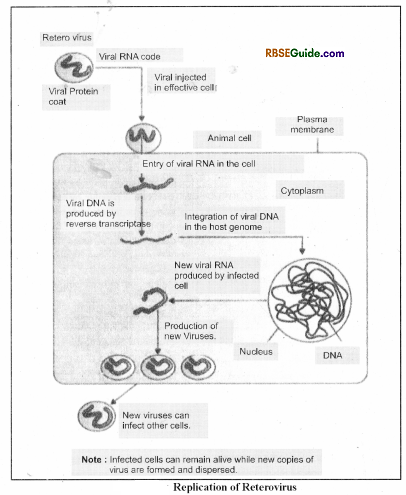 RBSE Class 12 Biology Notes Chapter 40 Important and Common Human Diseases 24
