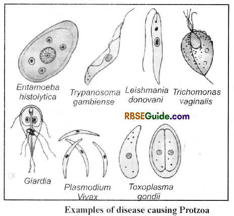 RBSE Class 12 Biology Notes Chapter 40 Important and Common Human Diseases 26