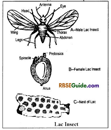 RBSE Class 12 Biology Notes Chapter 41 Domestication, Culture & Economic Importance of Animals 12