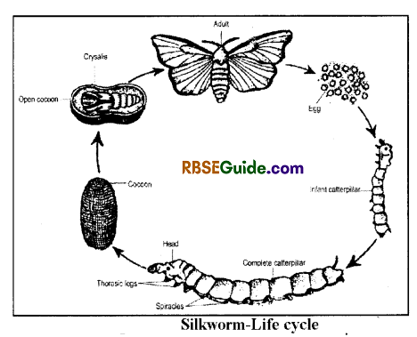 RBSE Class 12 Biology Notes Chapter 41 Domestication, Culture & Economic Importance of Animals 8