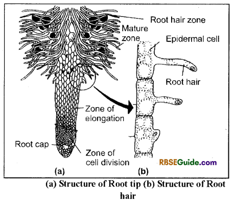 RBSE Class 12 Biology Notes Chapter 6 Absorption of Water and Ascent of Sap in Plants 1